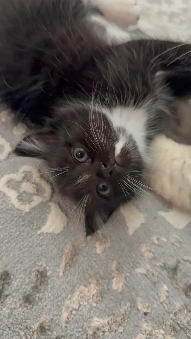 Male Persian Kitten