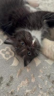 Male Persian Kitten