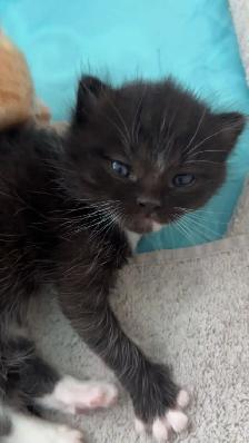 Male Persian Kitten - Photo 2