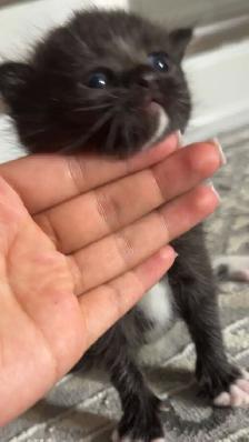 Male Persian Kitten - Photo 3