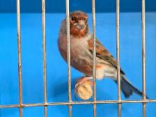 Canaries