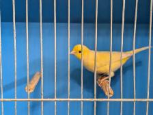 Canaries - Photo 2