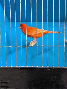 Canaries - Photo 3