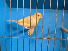 Canaries - Photo 4
