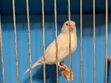 Canaries - Photo 5