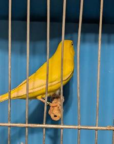 Canaries - Photo 6