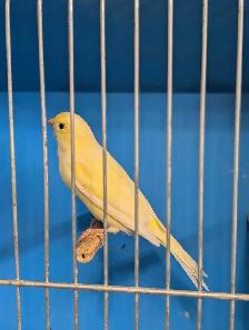 Canaries - Photo 7