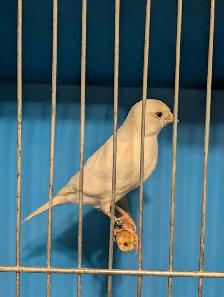 Canaries - Photo 8