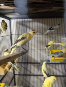 Canaries - Photo 9