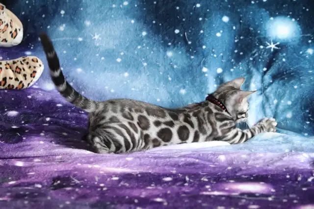Stunning Bengal Kittens - Brown and Silver Rosetted, TICA