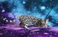Stunning Bengal Kittens - Brown and Silver Rosetted, TICA - Photo 3