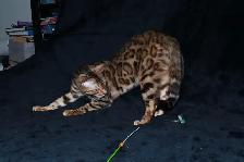 Stunning Bengal Kittens - Brown and Silver Rosetted, TICA - Photo 6