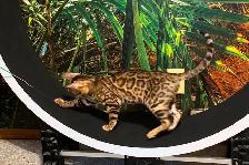 Stunning Bengal Kittens - Brown and Silver Rosetted, TICA - Photo 8