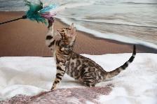 Stunning Bengal Kittens - Brown and Silver Rosetted, TICA - Photo 10