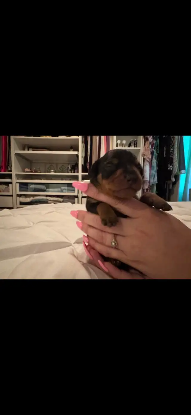 Chiots Pinscher – pour Noël ! / Puppies –Ready for Christmas!