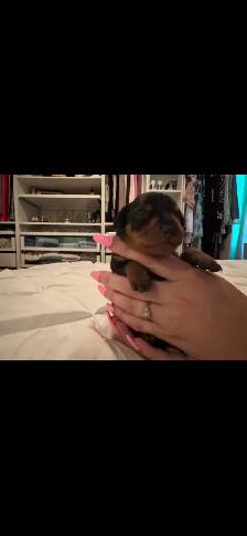 Chiots Pinscher – pour Noël ! / Puppies –Ready for Christmas!