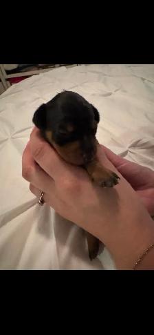 Chiots Pinscher – pour Noël ! / Puppies –Ready for Christmas! - Photo 2