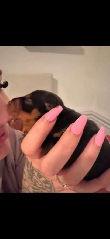 Chiots Pinscher – pour Noël ! / Puppies –Ready for Christmas! - Photo 3