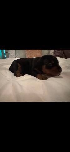 Chiots Pinscher – pour Noël ! / Puppies –Ready for Christmas! - Photo 4