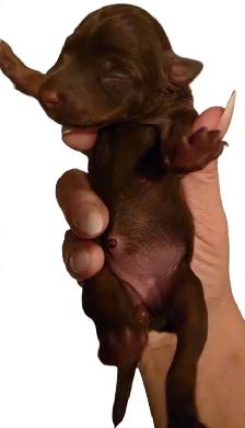 Chiots Pinscher – pour Noël ! / Puppies –Ready for Christmas! - Photo 5