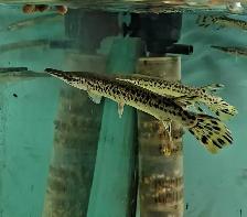 short nose gar 6'-8' - Photo 2