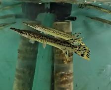 short nose gar 6'-8' - Photo 3