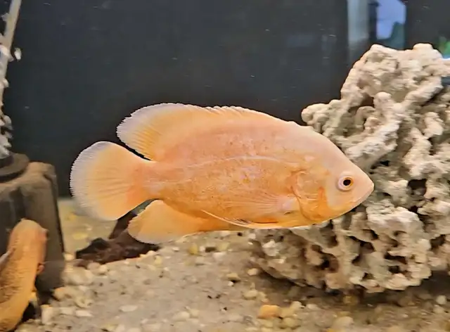 6' albino oscars