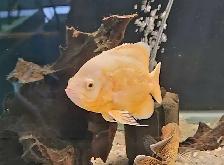 6' albino oscars - Photo 2