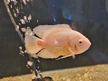 6' albino oscars - Photo 3