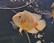 6' albino oscars - Photo 4