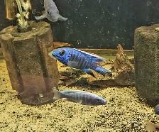 high quality male peacock & haps 2.5'-3.5' - Photo 5