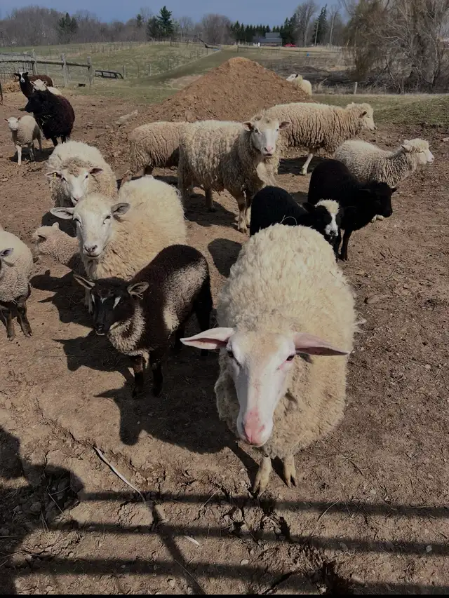 Ram lambs now available