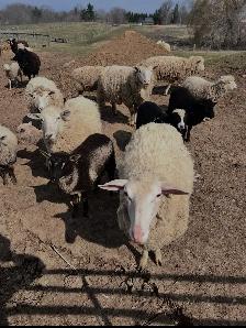 Ram lambs now available
