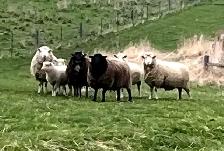 Ram lambs now available - Photo 2