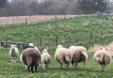 Ram lambs now available - Photo 3