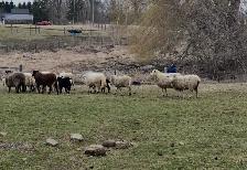 Ram lambs now available - Photo 4