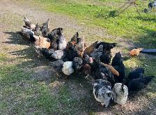 Heritage roosters avail