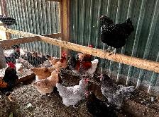 Heritage roosters avail - Photo 2