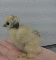 CHICKS     5 DAYS OLD