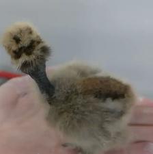 CHICKS     5 DAYS OLD - Photo 2