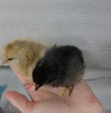 CHICKS     5 DAYS OLD - Photo 3