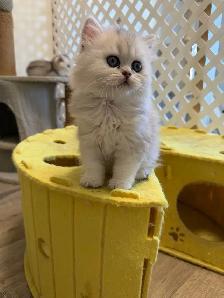 Scottish fold/straight kittens for sale - Photo 2