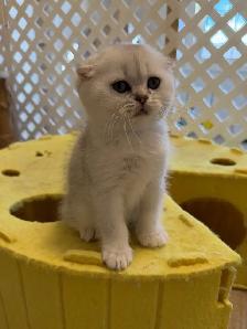 Scottish fold/straight kittens for sale - Photo 4