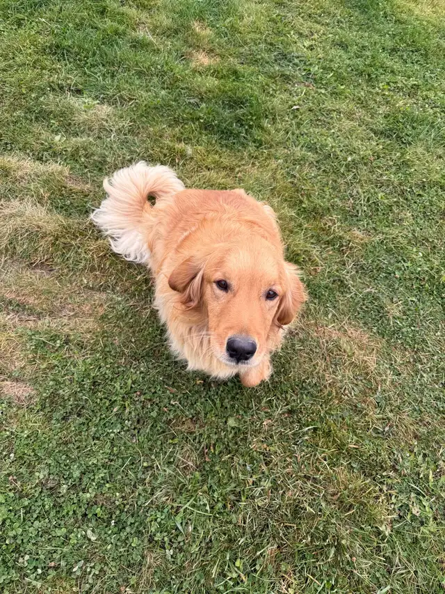 Farm raised 2 year old golden retriever