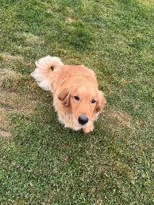 Farm raised 2 year old golden retriever