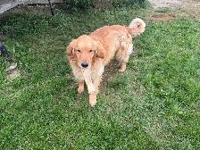 Farm raised 2 year old golden retriever - Photo 2