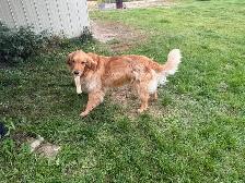 Farm raised 2 year old golden retriever - Photo 3