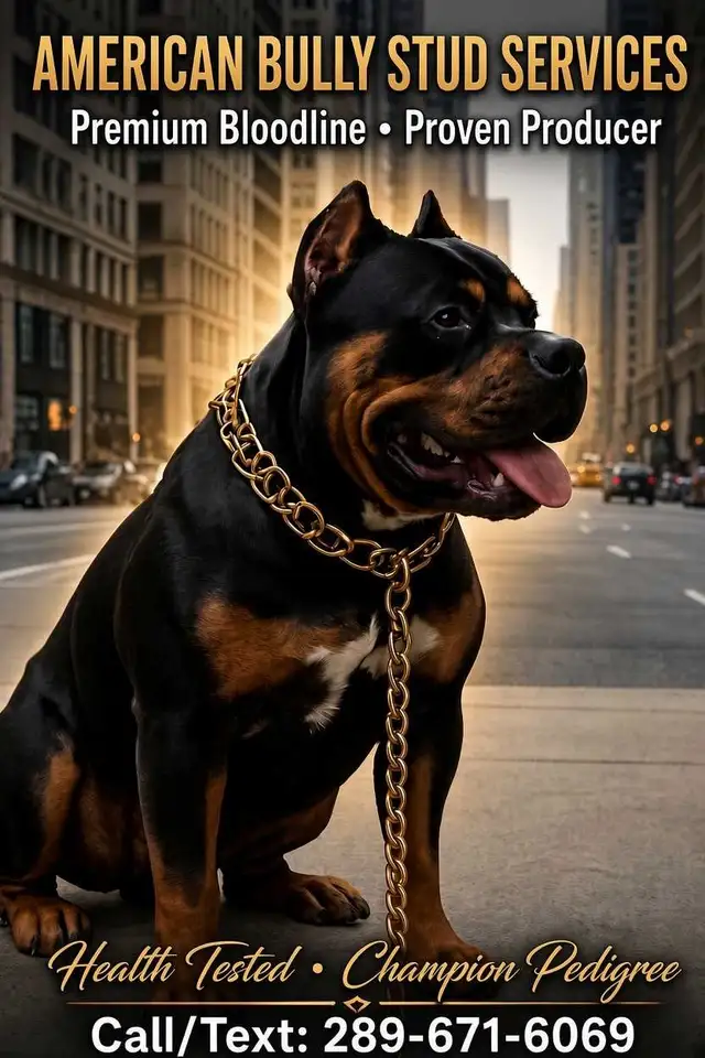 American Bully stud service