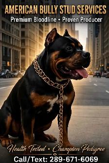 American Bully stud service