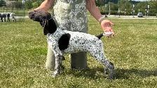 CKC German Shorthaired Pointers